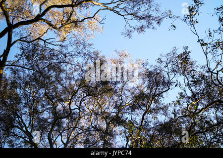 Auf der Suche durch die Äste vor blauem Himmel. Gum Baum neben dem Yarra River am Nachmittag, Sonnenlicht Stockfoto