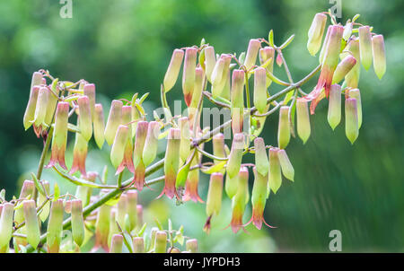 Bryophyllum pinnatum Blumen blühen auf den Zweigen wie der kleine Laternen schimmernde in der Sonne Stockfoto