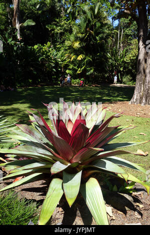 Große Bromelie inmitten üppiger Flecker Botanic Gardens, Cairns, Queensland, Australien. Keine MR oder PR Stockfoto