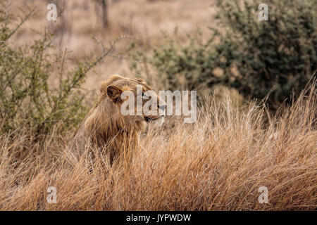 Portrait von ein junger männlicher Löwe (Panthera leo) Kruger National Park-South Afrika. Setzte sich in langen goldenen Gras aufmerksam. Stockfoto