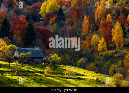 Grasende Kuh auf einer Wiese in der Nähe der verlassenen Holzhaus im Herbst Wald. schöne ländliche Landschaft auf sonnigen Sonnenuntergang Stockfoto