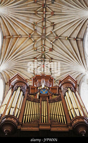 Ein Blick auf die Gewölbe und Bosse auf der Decke des Kirchenschiffes mit Orgelempore in der Kathedrale von Norwich, Norfolk, England, Vereinigtes Königreich. Stockfoto