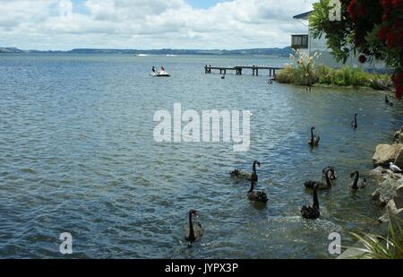 See Rotorus, Neuseeland Stockfoto