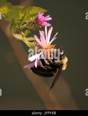 Tischler Biene auf dem hübschen rosa Blume Stockfoto