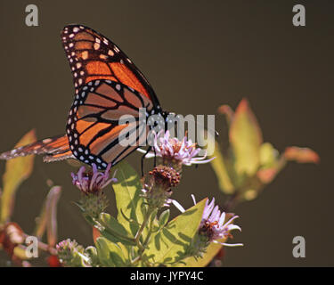 Monarch butterfly auf rosa Blume Stockfoto