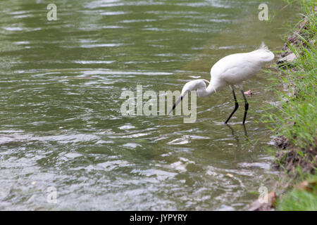 Seidenreiher (Egretta garzetta) jagen Fisch zum Abendessen, Lumphini PRK, Bangkok, Thailand Stockfoto