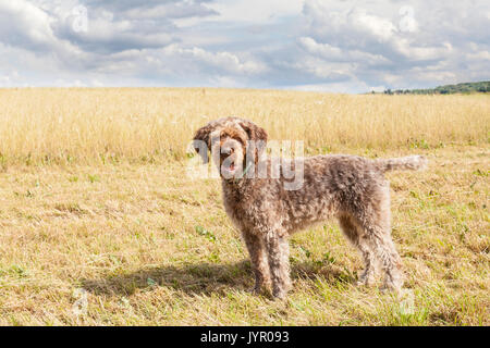 Wire haired Pointing Griffon Korthals oder Jagdhund in einem landwirtschaftlichen Feld während der Ernte seitwärts stehend mit Blick auf die Kamera keuchend, Dar Stockfoto