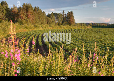 Reihen von Kartoffel Büsche auf dem Bauernhof Feld vor Sonnenuntergang, Russland. Stockfoto