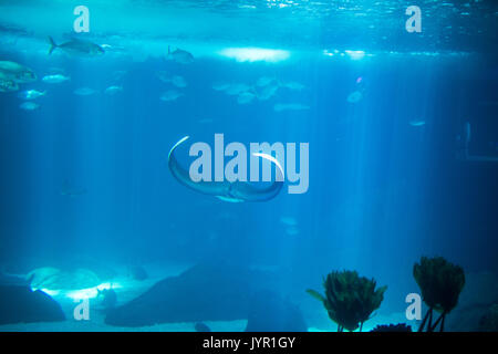 Elektrische ray Fische im Aquarium. Krampf - Fisch im blauen Wasser. Stockfoto