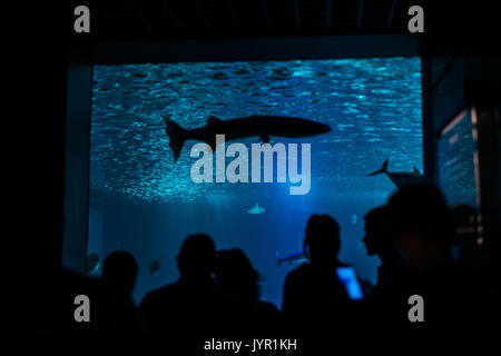 Silhouetten der Besucher in einem Aquarium mit Fischen Stockfoto
