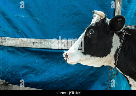 Molkerei schwarz-weiß gefleckte Kuh im Dorf. Kuh steht in der Nähe der Scheune. Stockfoto