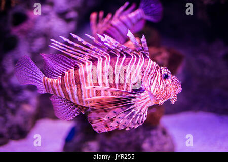 Ozean Fisch im Aquarium für Beobachtung. Stockfoto