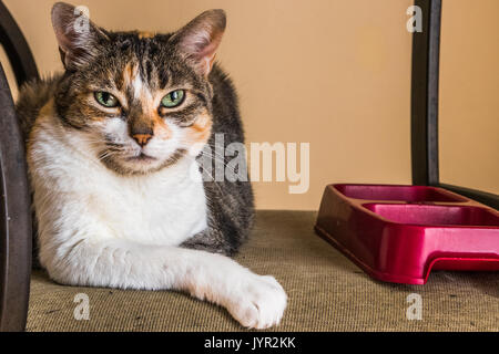Calico Katze mit grünen Augen warten auf das Abendessen in einer roten Futternapf gesetzt werden, Stockfoto