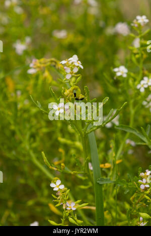 Der bitter schmeckende wilden Meer Rakete (cakile maritima) wächst an der Küste und Sanddünen bei Ynyslas Naturschutzgebiet im Dyfi Biosphäre in Mid Wales UK Stockfoto