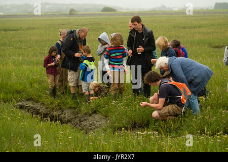 Eine Gruppe von Menschen, die von einer natürlichen Ressourcen Wales (NRW) Wärter, Futter für wilde Marsh Queller (salicornia) und anderen Lebensmitteln wächst an der Küste und Sumpfgebiete an ynyslas Naturschutzgebiet im Dyfi Biosphäre in Mid Wales UK Stockfoto
