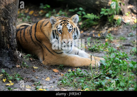 Tiger auf grünem Gras im Sommer Tag Stockfoto