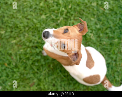 Eine kleine lustige Hund mit Welpen Hund Augen sitzen auf dem Gras und Suchen Stockfoto