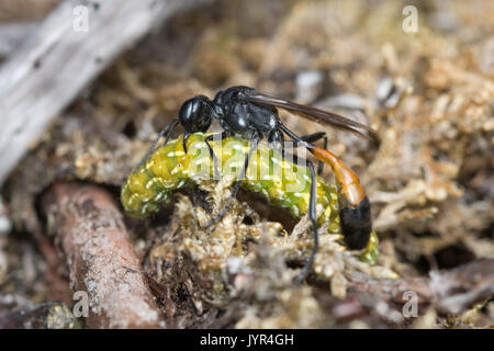 In der Nähe von red-banded sand Wasp (Ammophila sabulosa) mit Motten caterpillar Beute in Surrey, Großbritannien Stockfoto