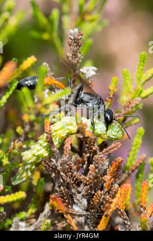 In der Nähe von red-banded sand Wasp (Ammophila sabulosa) mit Motten caterpillar Beute in Surrey, Großbritannien Stockfoto