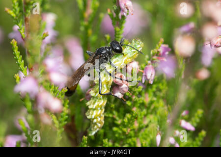 In der Nähe von red-banded sand Wasp (Ammophila sabulosa) mit Motten caterpillar Beute in Surrey, Großbritannien Stockfoto