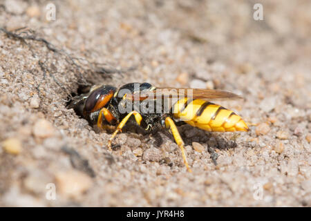 In der Nähe von beewolf Wasp (Philanthus triangulum) graben ein Loch in den Sand in Surrey, Großbritannien Stockfoto