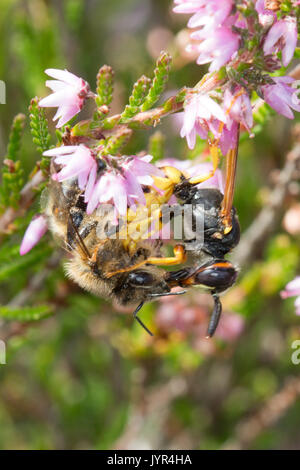 In der Nähe von beewolf Wasp (Philanthus triangulum) Fang und Stechen ein Honig Biene auf Blüte Heather in Surrey, Großbritannien Stockfoto