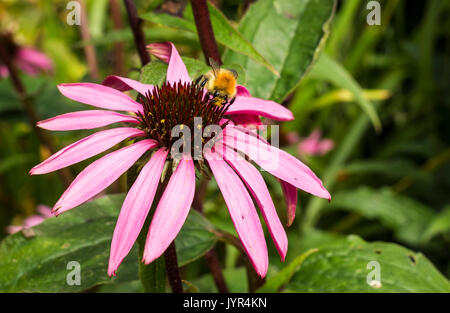 Braun bumblebee Pollen sammeln von einem rosafarbenen Echinacea Purpurea Blume in einem Garten in Großbritannien Stockfoto