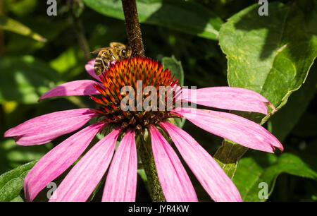 Braun bumblebee Pollen sammeln von einem rosafarbenen Echinacea Purpurea Blume in einem Garten in Großbritannien Stockfoto