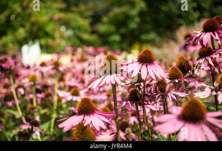 Blick auf dicht bepflanzte Echinacea Purpurea in einem Garten in Großbritannien Stockfoto