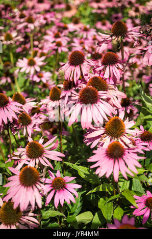 Blick auf dicht bepflanzte Echinacea Purpurea in einem Garten in Großbritannien Stockfoto