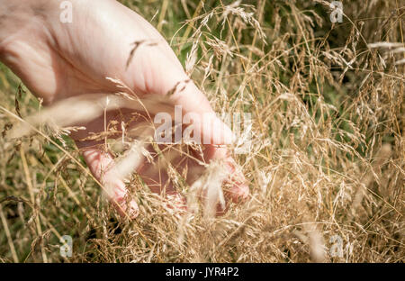 Erwachsene Frau Hand berühren Lange wiese gras Samen Köpfe Stockfoto