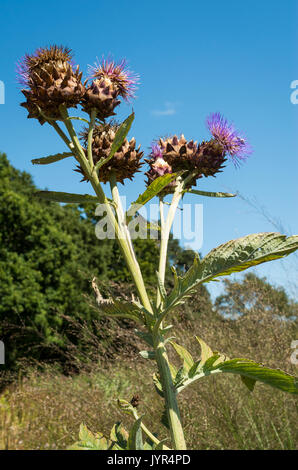 Werk (Cynara Cardunculus cardoon oder Cynara Scolymus) oder Artischocke/Artischocke Thistle mit lila Blüten Stockfoto