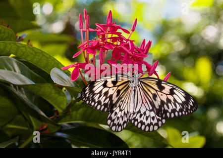 Schmetterling auf roter Blüte im Key West Butterfly und Natur Wintergarten Stockfoto