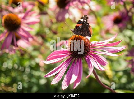 Red Admiral Schmetterling auf einer Echinacea Purpurea Blume Stockfoto