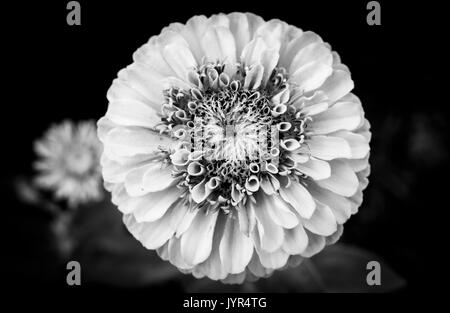 Nahaufnahme der Blüte von Zinnia elegans, Königin Kalk Blüte in Schwarz und Weiß Stockfoto