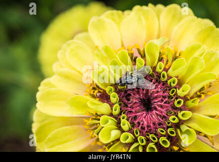 Makro/Nahaufnahme eines weiblichen Morellia Simplex Schweiß Fliegen sitzen auf einem offenen Blüte eines Zinnia Königin lime gelb, grün und rosa Blume Stockfoto