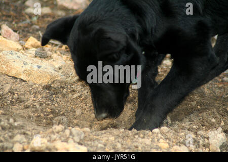 Hund graben ein Loch Stockfoto