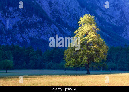 Ulme auf Wiese, erleuchtet von wunderschönen Sonnenaufgang mit blauen Berge im Hintergrund in Logarska dolina, Logar-tal, Slowenien Stockfoto