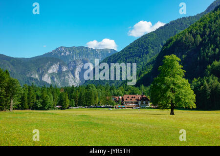 Ulme auf Wiese mit Bergen im Hintergrund, im Tal Logarska dolina, Logar-tal, Slowenien Stockfoto