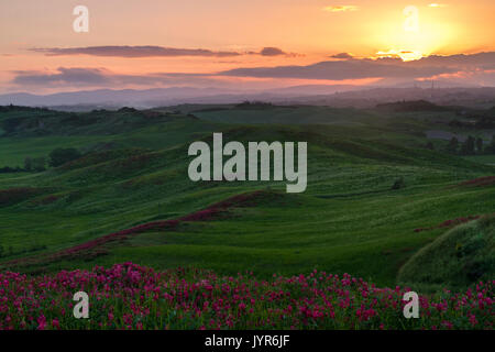 Die Sonne über Siena im Abstand von einer Blume Feld gesehen in die umliegende Landschaft, in der Nähe von Asciano, Val d'Orcia, Toskana, Italien. Stockfoto