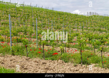 Weinberg in der Landschaft der Stadt Chiusure, in der Nähe von Asciano, Val d'Orcia, Toskana, Italien. Stockfoto