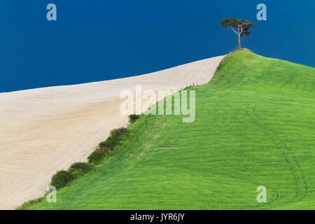 Ein einsamer Baum auf einem Hügel bei einem Frühling Sturm in der Zone genannt, Crete Senesi Monteroni d'Arbia, Toskana, Italien. Stockfoto