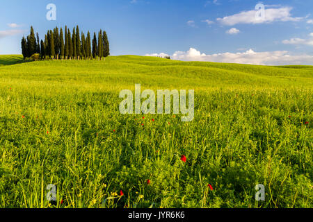 Die berühmten Cipressi di San Quirico d'Orcia in der Nähe von San Quirico d'Orcia, Val d'Orcia, Toskana, Italien. Stockfoto