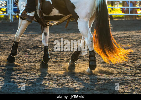 Pferd Socken und fliegende Schmutz Stockfoto