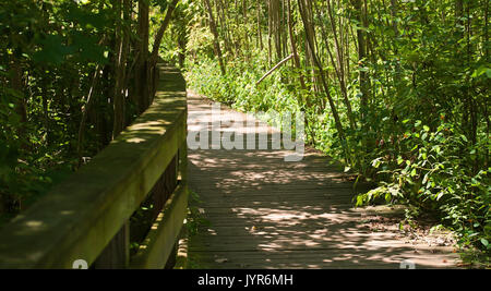 Holz- Wanderweg in den Wald mit Schatten und Sonne Stockfoto
