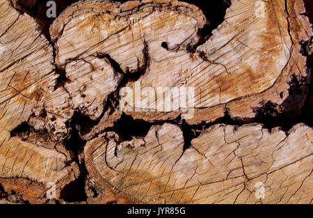 Unregelmäßiges Licht braune Eiche Abschnitt Stockfoto