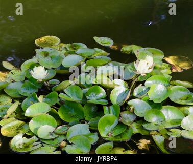 Blühende Seerosen in einem grünen Pool Stockfoto