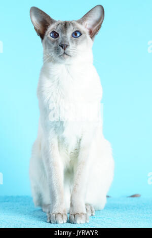 Oriental Siam Katze sitzt auf einem hellblauen Hintergrund. Stockfoto