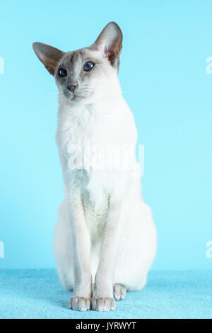 Oriental Siam Katze sitzt auf einem hellblauen Hintergrund. Stockfoto