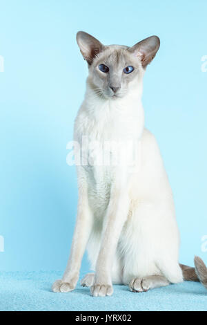 Oriental Siam Katze sitzt auf einem hellblauen Hintergrund. Stockfoto